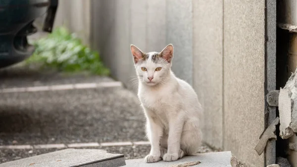 Piccolo Gatto Bianco Randagio Strada Una Città — Foto Stock