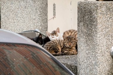Genç sokak kedisi kardeşleriyle birlikte bir şehirde.