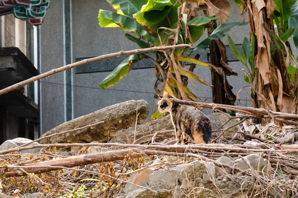 Gato Tortoiseshell Vadio Rua Uma Cidade — Fotografia de Stock