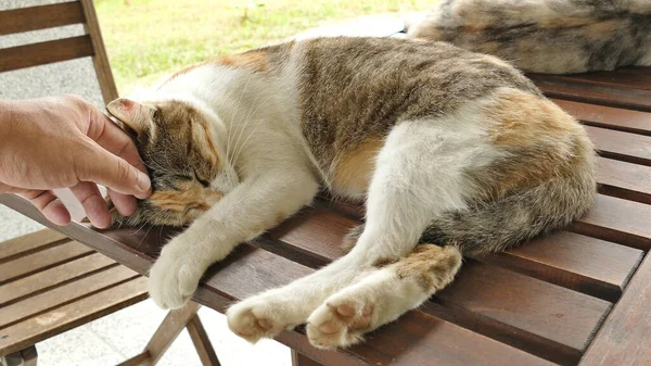 Toque Gato Dormindo Deitado Uma Mesa Madeira Livre — Fotografia de Stock