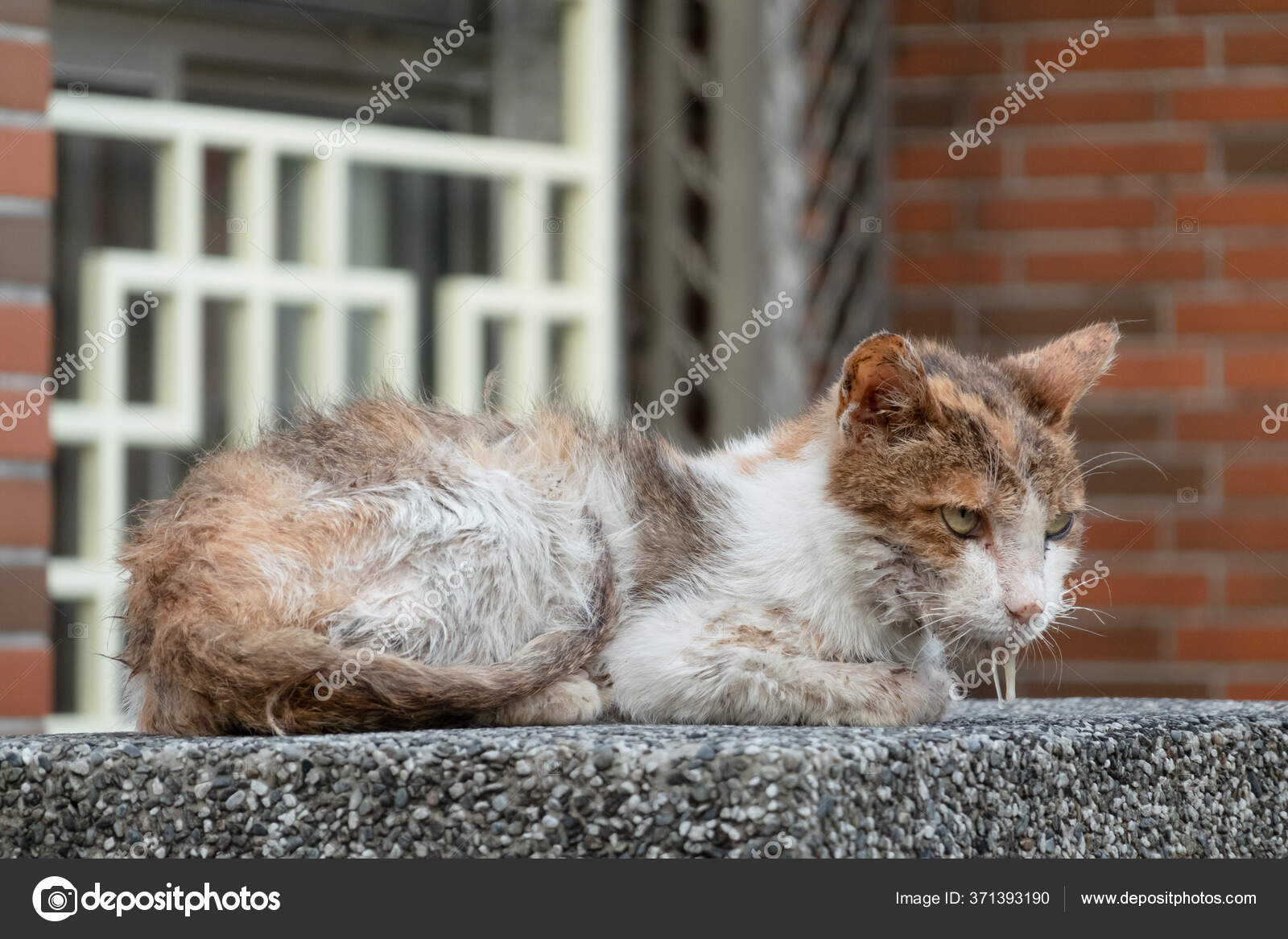 Stray Cat Sick Drooling Street — Stock Photo © elwynn 371393190