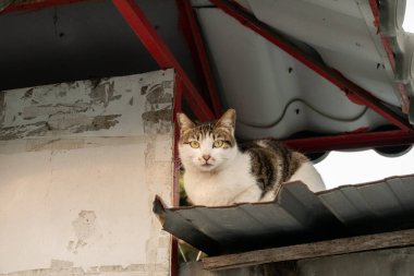 Sokak kedisi şehrin bir sokağında duvarda oturuyor.