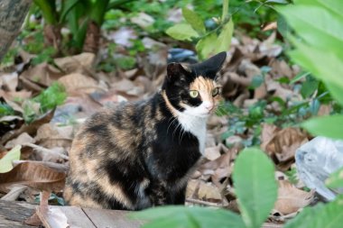 Sokakta başıboş bir kaplumbağa kabuklu kedi.