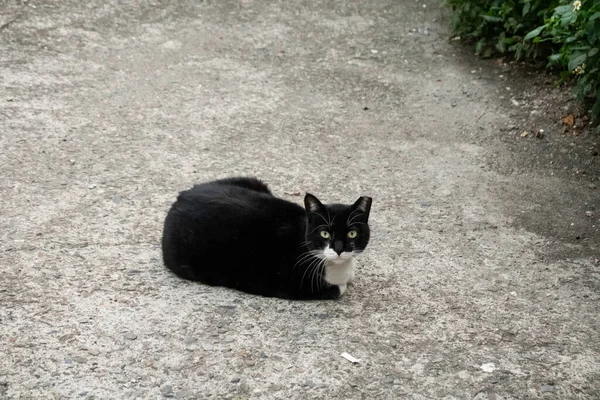 黒い野良猫が街の通りに座り — ストック写真