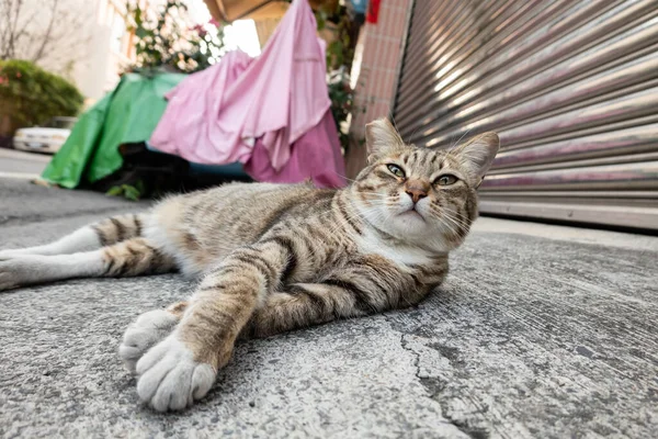 Lazy Stray Tabby Cat Sleep Street City — Stock Photo, Image