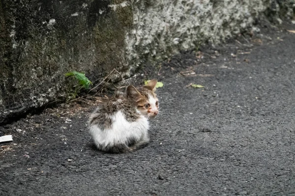 Little Young Stray Cat Sit Ground Street — Stock Photo, Image