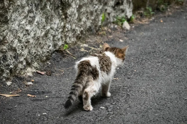 Little Young Stray Cat Walk Street — Stock Photo, Image