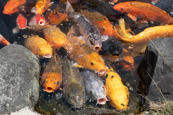 Группа Золотых Рыб Открытым Ртом Ждут Кормления Пруду — стоковое фото
