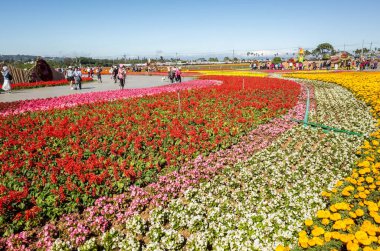 Xinshe, Tayvan - 28 Kasım 2019: Xinshe Çiçek Festivali, Taichung, Tayvan