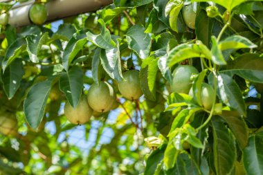 Puli, Nantou County, Tayvan 'da plastik ağ üzerinde tutku meyveleri yetiştirme çiftliği