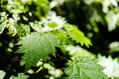 Tayvan 'ın tropik ormanlarındaki ısırgan otunun yakın plan görüntüsü.