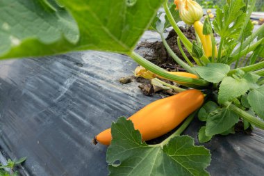 Nantou County, Tayvan 'daki tarlada renkli kabak çiftliği