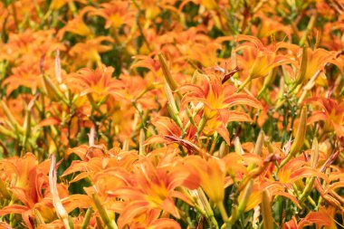 Tayvan 'daki Lily Kaplanı çiçek çiftliğinin manzarası.