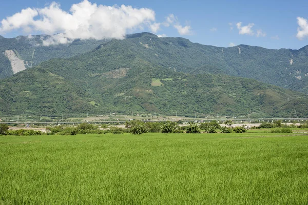 Landschaft Mit Grünen Reisfeldern Auf Dem Land — Stockfoto