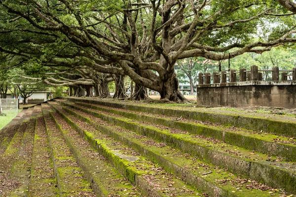 Árboles Viejos Bosque Con Escaleras Una Ciudad — Foto de Stock