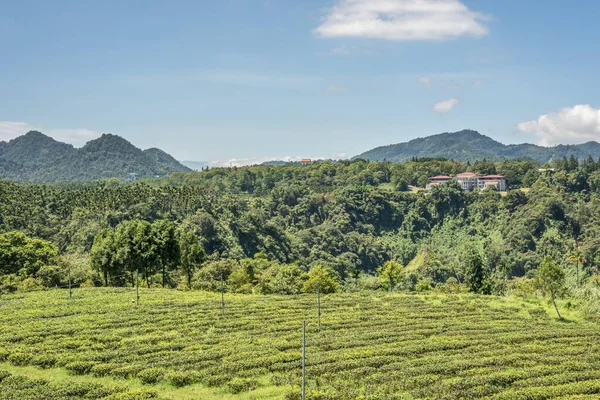 Wiejskie Krajobrazy Farmy Herbaty Miejscowości Yuchi Nantou Tajwan — Zdjęcie stockowe