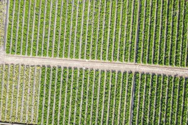 Vue Aérienne Ferme Verte Avec Légumes Fruits Changhua Taiwan — Photo