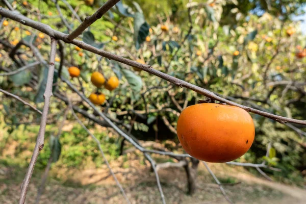 Žluté Zrání Persimonů Stromě Farmě Obci Xinpu Tchaj Wan — Stock fotografie