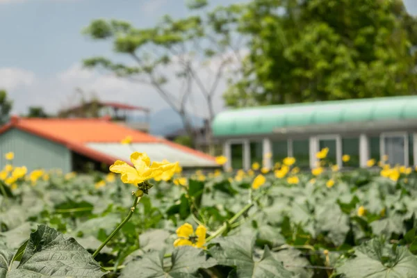 Gelbe Blüten Der Loofah Farm Tag Nantou Taiwan — Stockfoto