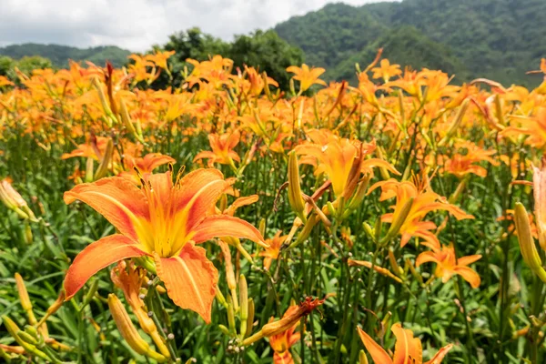 Ландшафт Тигрової Лілії Оранжева Денна Лілія Квітка Тайвані — стокове фото