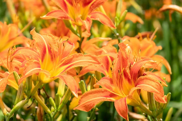 Landschap Van Tijgerlelie Sinaasappel Daglelie Bloemen Boerderij Taiwan — Stockfoto