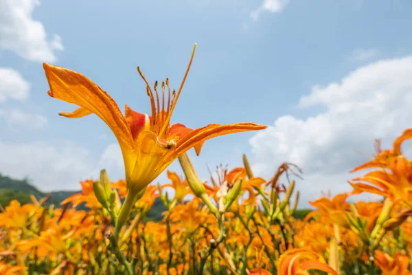 Ландшафт Тигрової Лілії Оранжева Денна Лілія Квітка Тайвані — стокове фото