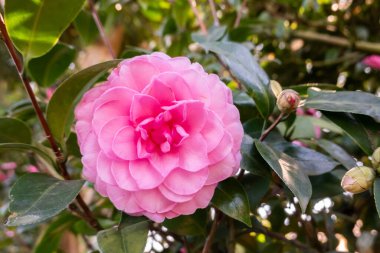 Dışarıdaki bahçede pembe kamelya çiçekleri