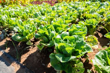 Güneşli bir günde çiftlikte organik yeşil sebzeler