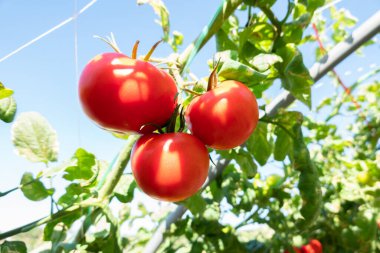 Domates, açık havada bir çiftlikte, yakın plan görüntü.