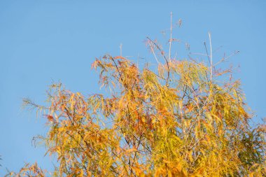 Turuncu karaçam manzarası, gündüz yakın çekim görüntüsü.