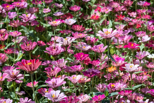 Barevný Kosmos Květiny Farma Přírodě — Stock fotografie