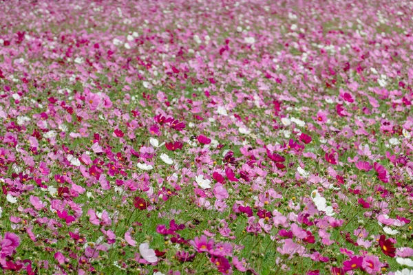 Colorido Cosmos Flores Fazenda Exterior — Fotografia de Stock