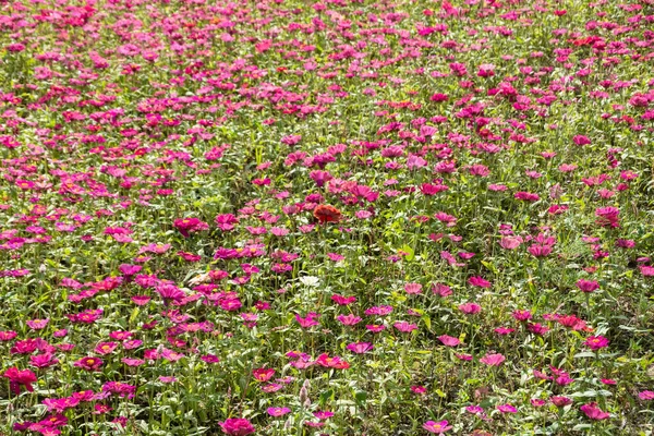 Colorido Cosmos Flores Granja Aire Libre —  Fotos de Stock