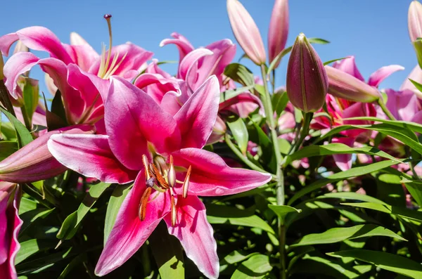 Rote Schönheit Lilie Blüht Unter Blauem Himmel — Stockfoto