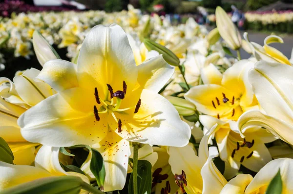 Gele Schoonheid Lelie Bloemen Dag Aan Buitenkant — Stockfoto