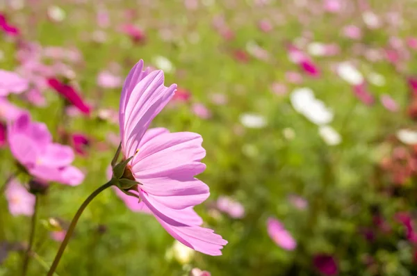 Rose Cosmos Fleurs Ferme Plein Air — Photo