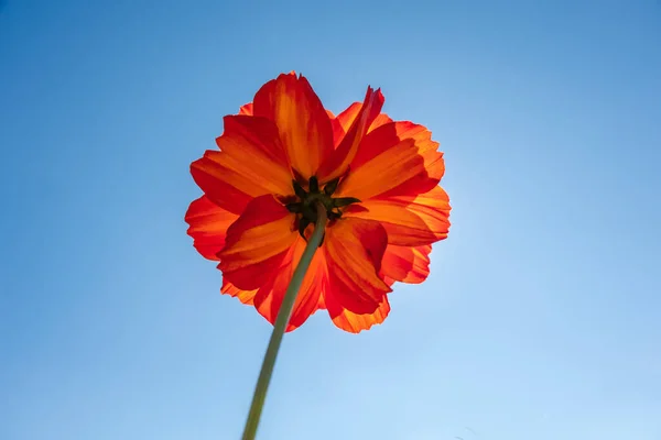 Jaune Cosmos Fleurs Ferme Plein Air Sous Ciel Bleu — Photo