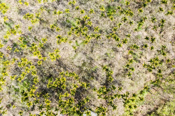 Dramático Drone Vista Árvore Noz Betel Taiwan — Fotografia de Stock