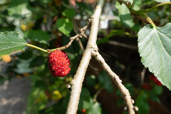 Ripe Raw Mulberry Tree Taiwan — Stock Photo, Image