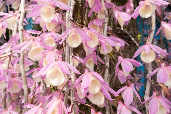 Růžové Dendrobium Květiny Kvetoucí Ulici Městě — Stock fotografie