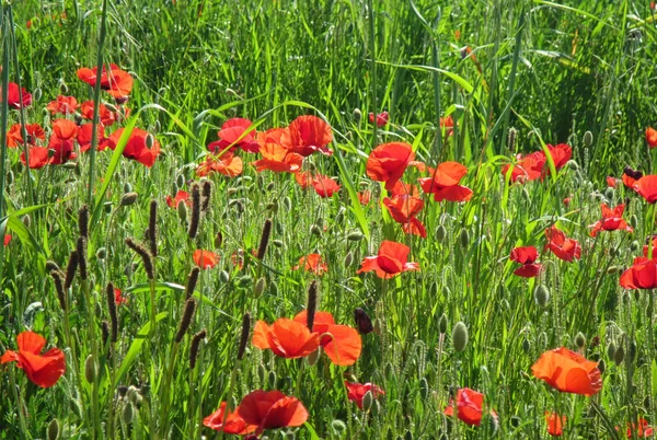 Campo de flores de amapolas de primavera — Foto de Stock