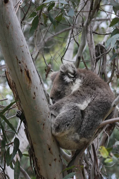 Koala sleeping in eucalyptus tree — Stock Photo, Image