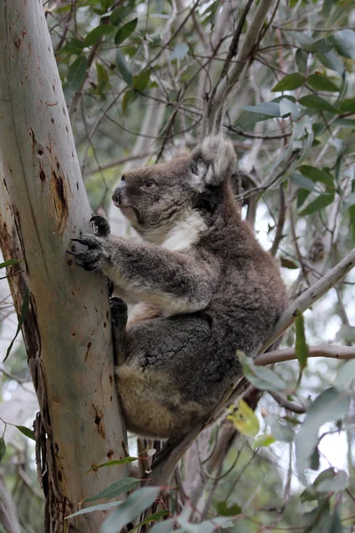 Koala okaliptüs ağacında uyku — Stok fotoğraf