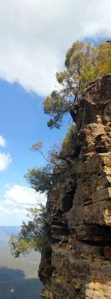 Blue Mountains : Trees on high rock — Stock Photo, Image