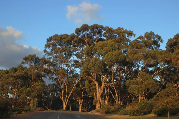 Australian evening landsape — Stock Photo, Image