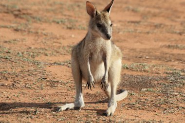 Cute baby kangaroo clipart