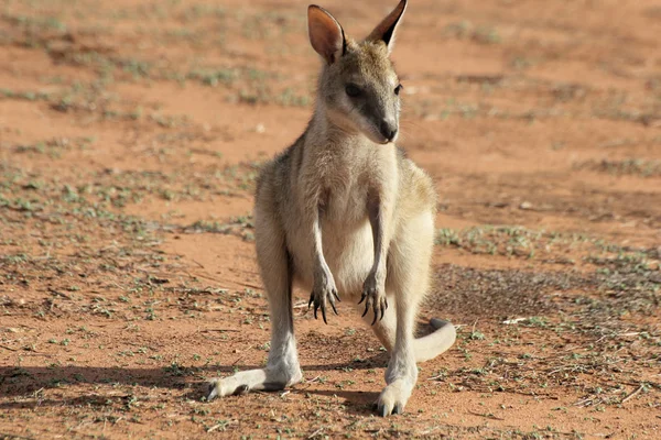 Cute baby kangaroo