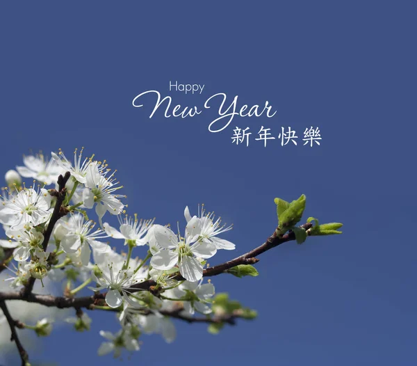 Китайский новогодний фон с весенним цветком — стоковое фото