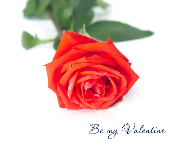 Single red rose on white — Stock Photo, Image