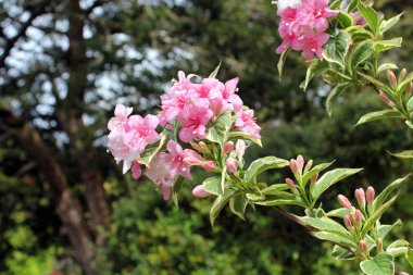 Bahçedeki pembe çiçekler